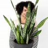 Buy Potted Bloomscape Sansevieria