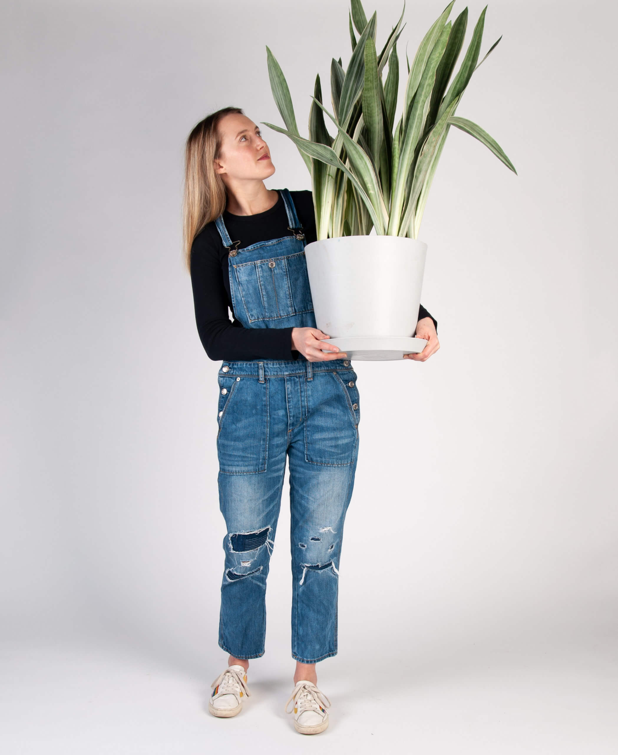 Buy Homeforest Potted Sansevieria Sayuri Buy Homeforest Potted Sansevieria Sayuri