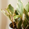 Buy Homeforest Potted Peperomia Ginny
