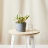 Buy Homeforest Potted Peperomia Ginny