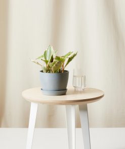 Buy Homeforest Potted Peperomia Ginny