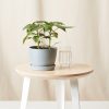 Buy Homeforest Potted Hot Pepper