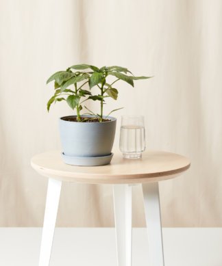 Buy Bloomscape Potted Hot Pepper