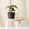 Buy Homeforest Potted Sweet Pepper