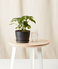 Buy Homeforest Potted Sweet Pepper