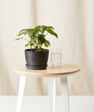 Buy Bloomscape Potted Sweet Pepper