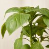 Buy Homeforest Potted Sweet Pepper