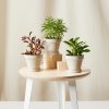 Buy Homeforest Potted Pet-Peromia Collection