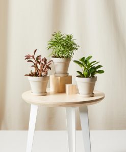Buy Homeforest Potted Pet-Peromia Collection
