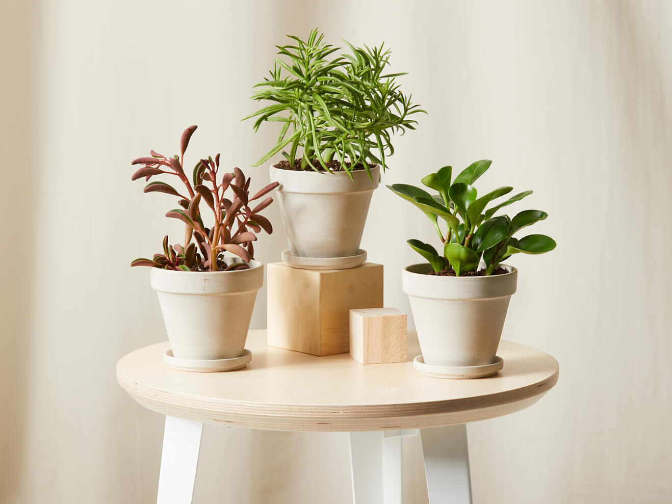 Buy Bloomscape Potted Pet-Peromia Collection