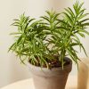 Buy Homeforest Potted Pet-Peromia Collection