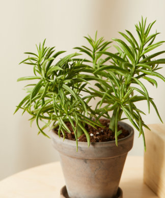 Buy Homeforest Potted Pet-Peromia Collection
