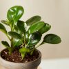Buy Homeforest Potted Pet-Peromia Collection