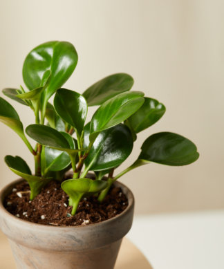 Buy Homeforest Potted Pet-Peromia Collection