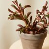 Buy Homeforest Potted Pet-Peromia Collection