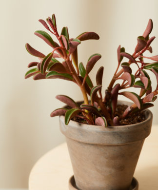 Buy Homeforest Potted Pet-Peromia Collection