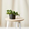 Buy Homeforest Potted Philodendron Heartleaf