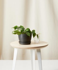 Buy Homeforest Potted Philodendron Heartleaf
