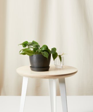 Buy Bloomscape Potted Philodendron Heartleaf