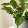 Buy Homeforest Potted Philodendron Heartleaf