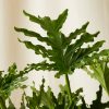 Buy Homeforest Potted Philodendron Hope Selloum