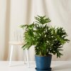 Bloomscape Large Philodendron Hope Selloum potted in Indigo Ecopot.