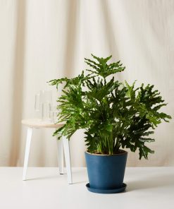 Bloomscape Large Philodendron Hope Selloum potted in Indigo Ecopot.