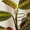 Buy Homeforest Plant Sticks