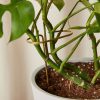 Buy Homeforest Plant Sticks