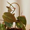 Buy Homeforest Plant Sticks