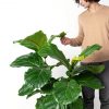 Buy Homeforest Potted Fiddle Leaf Fig