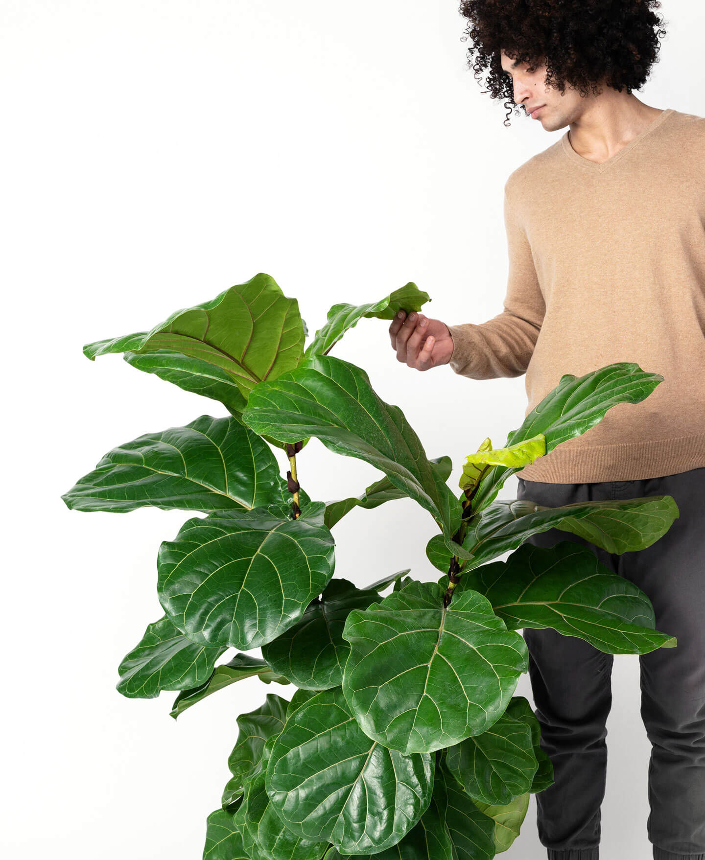 Buy Homeforest Potted Fiddle Leaf Fig Buy Homeforest Potted Fiddle Leaf Fig