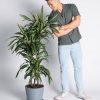Buy Homeforest Potted Dracaena Warneckii