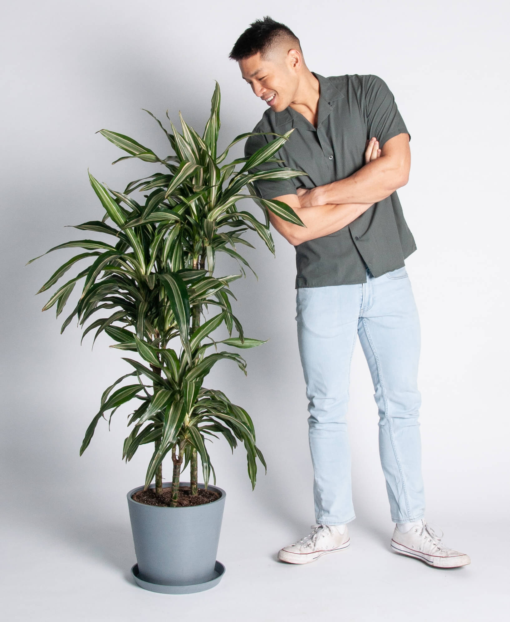 Buy Homeforest Potted Dracaena Warneckii Buy Homeforest Potted Dracaena Warneckii