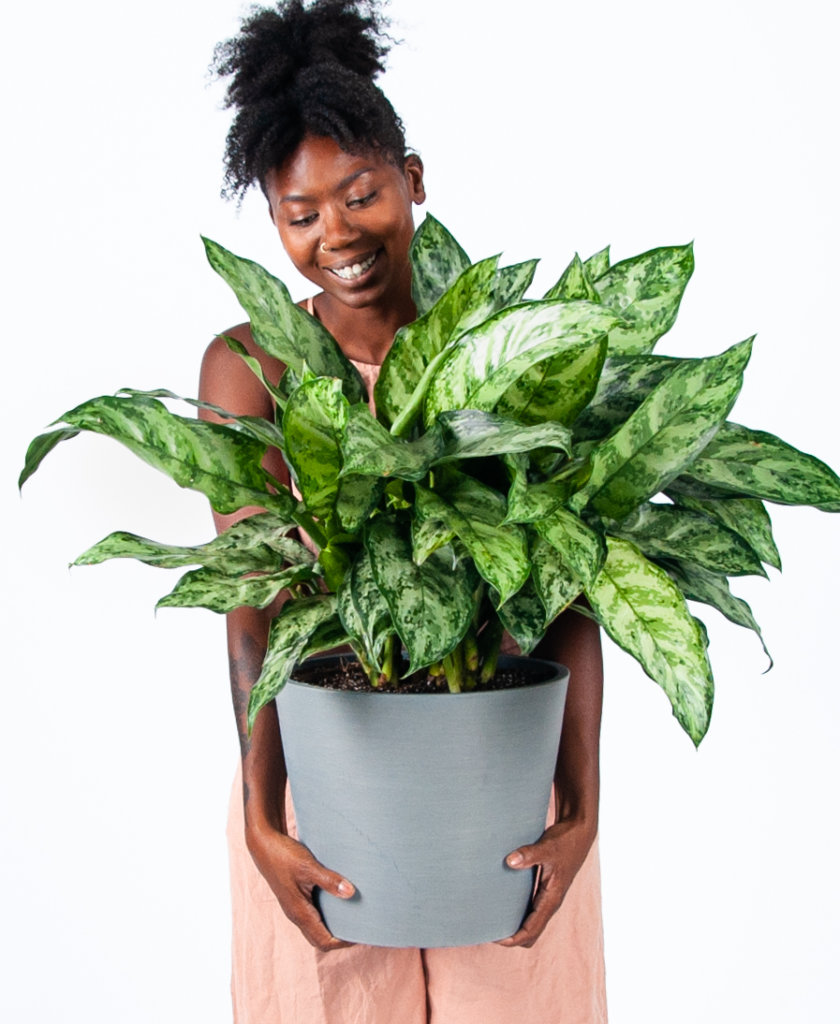 bloomscape_plantpeople_indo-princess-aglaonema-crop-840x1024-2 Buy Bloomscape Potted Aglaonema Indo Princess