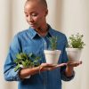 Buy Homeforest Potted Aromatic Collection