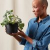 Buy Homeforest Potted Kale Storm