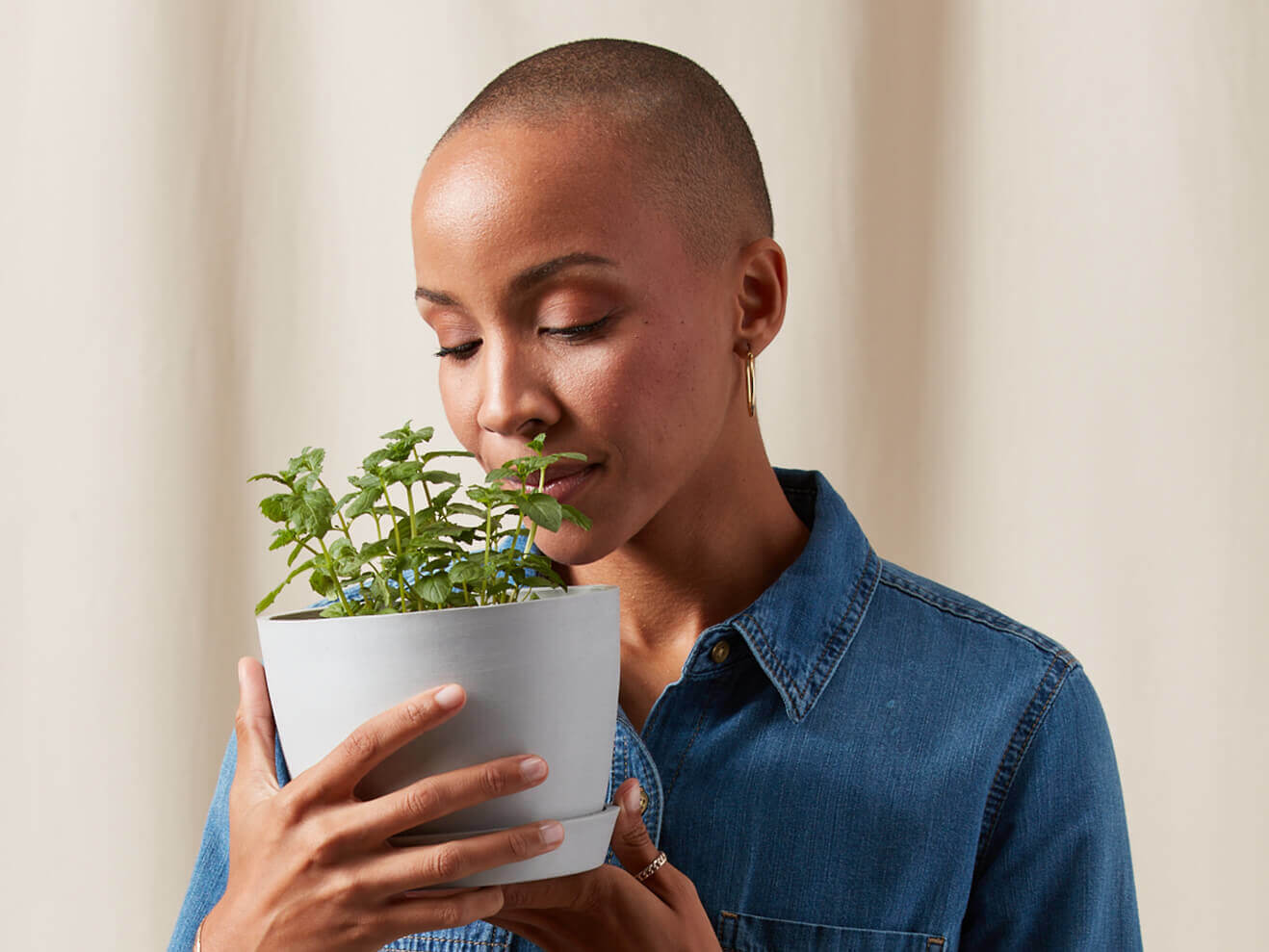 Buy Bloomscape Potted Mint