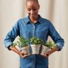 Buy Homeforest Potted Savory Collection