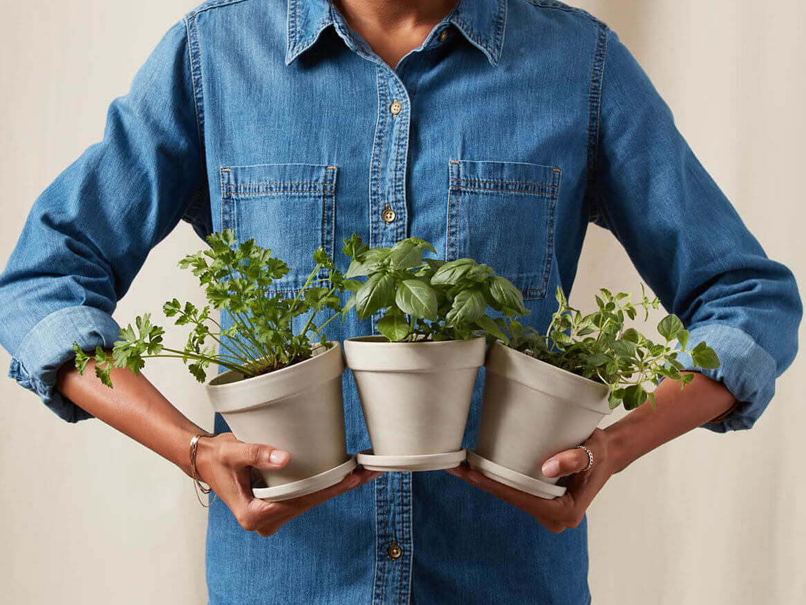 Buy Bloomscape Potted Savory Collection