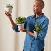Buy Homeforest Potted Spicy Collection