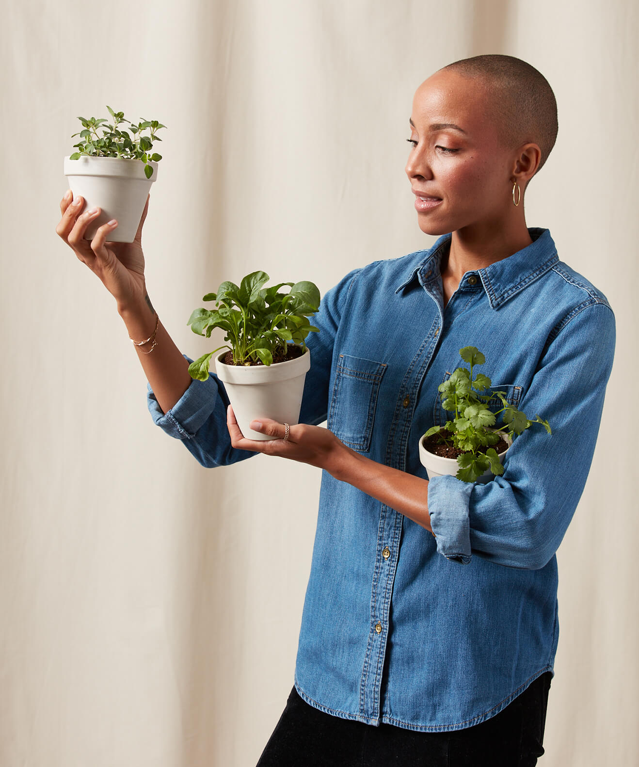 Buy Homeforest Potted Spicy Collection Buy Homeforest Potted Spicy Collection