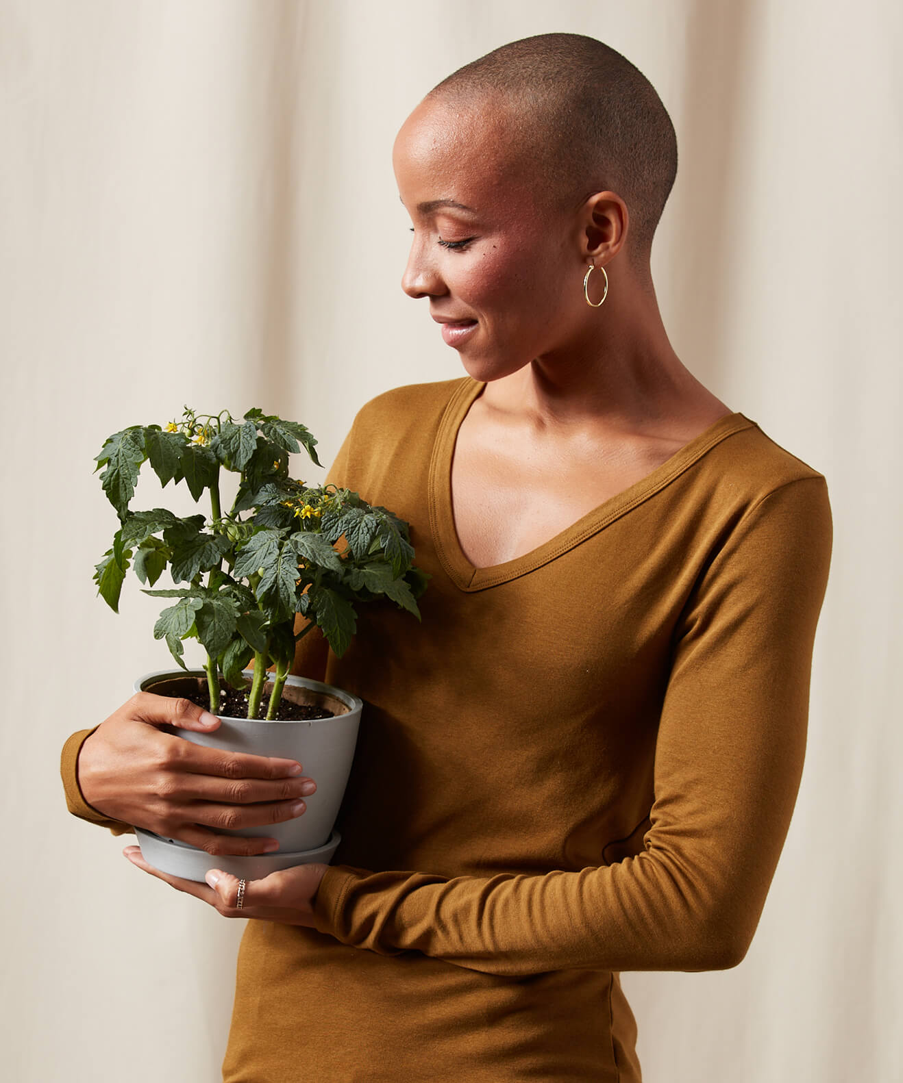 Buy Homeforest Potted Tomato Plant Buy Homeforest Potted Tomato Plant
