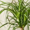 Buy Homeforest Potted Ponytail Palm