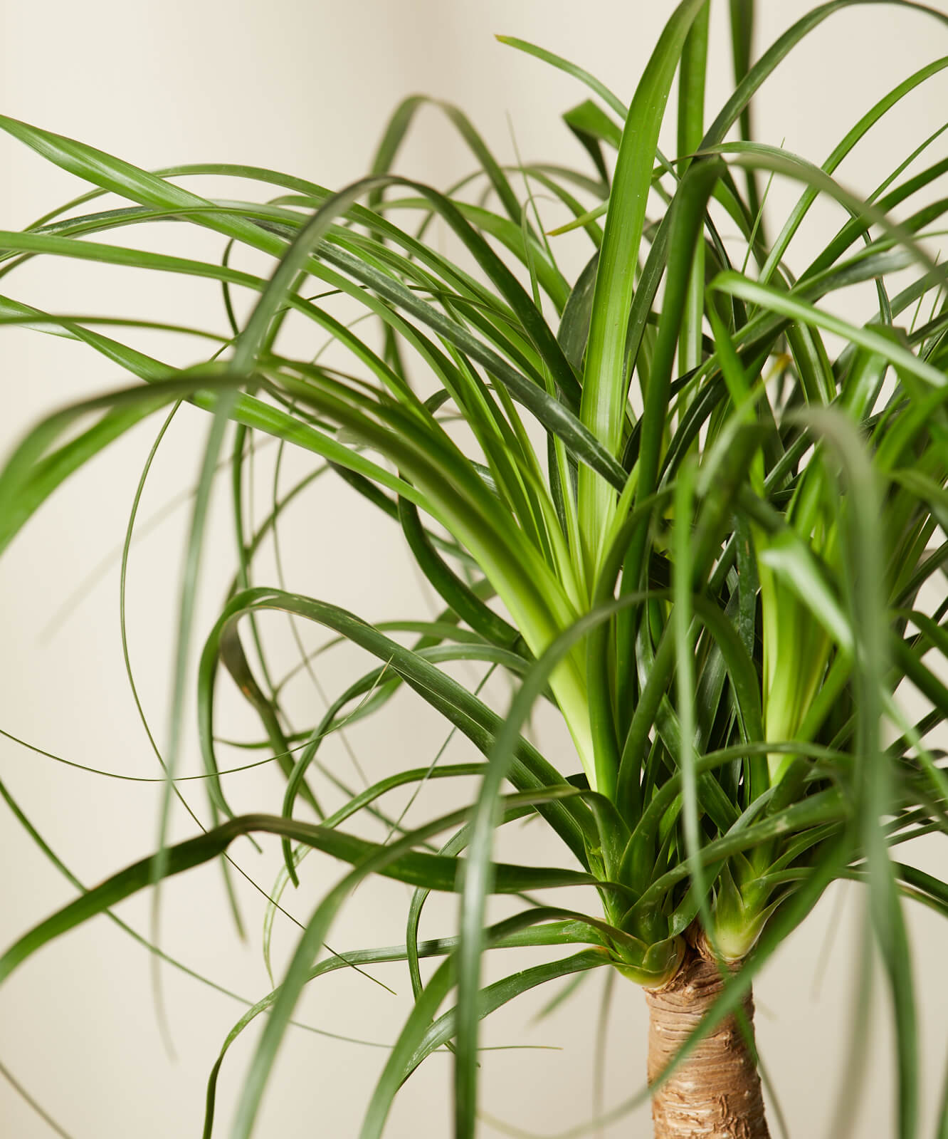 Buy Homeforest Potted Ponytail Palm Buy Homeforest Potted Ponytail Palm