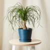 Buy Homeforest Potted Ponytail Palm