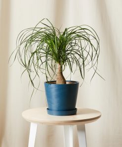 Buy Homeforest Potted Ponytail Palm