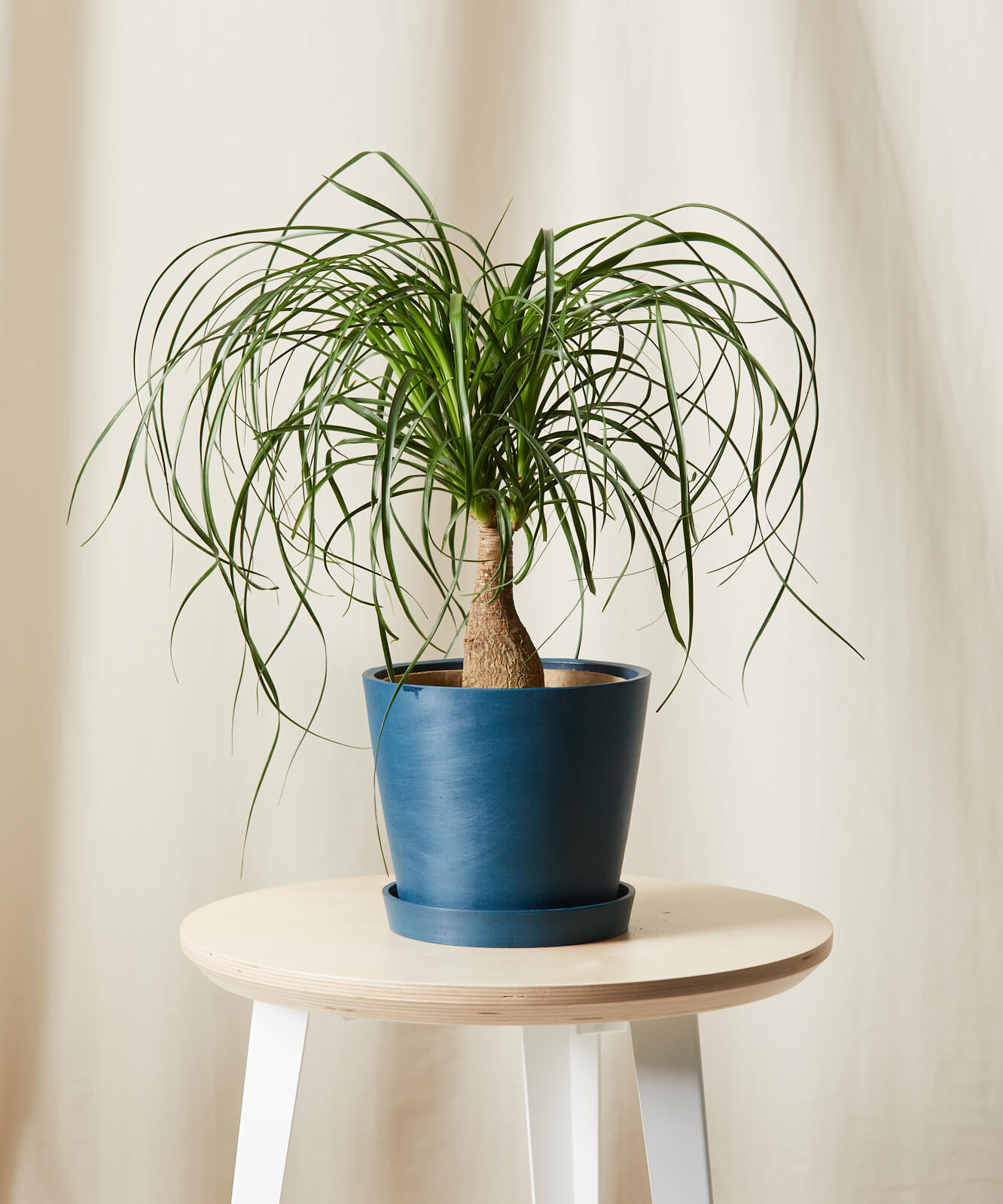 Buy Homeforest Potted Ponytail Palm Buy Homeforest Potted Ponytail Palm