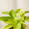 Buy Homeforest Pothos Collection