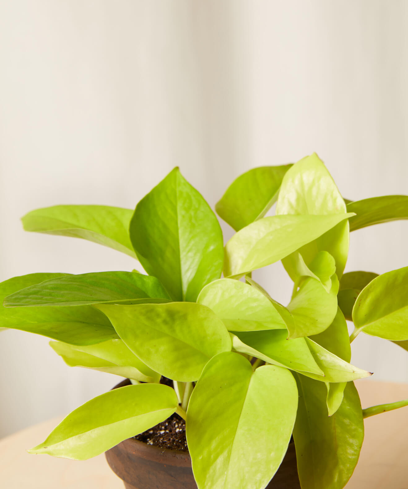bloomscape_pothos_collection_basalt_Neon-pothos Buy Homeforest Pothos Collection
